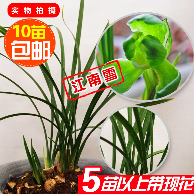 兰花江南雪 春兰江南雪 防辐射植物花 开花香 特价 正品保证