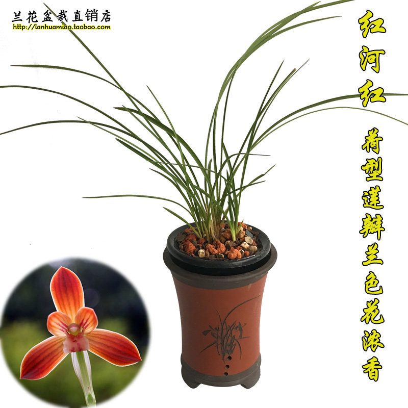 高档莲瓣兰荷瓣色花 红河红 不带花苞出售兰花苗浓香花卉盆栽绿植