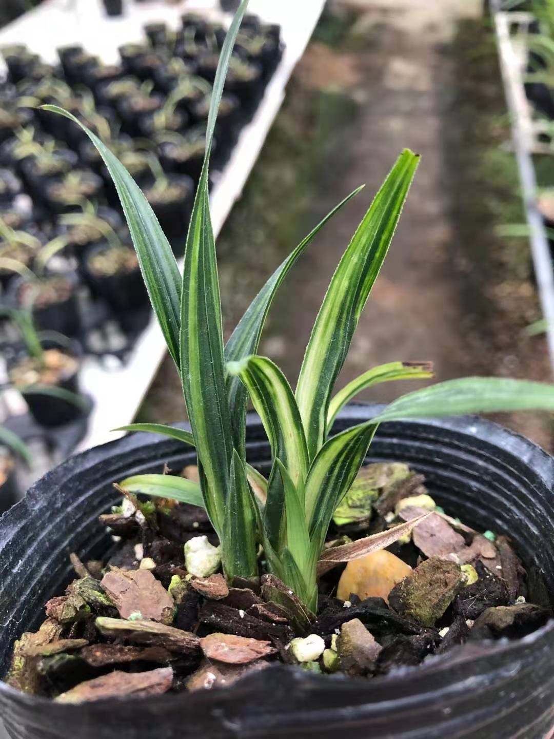 自然老种精品兰花特价促销超靓的蕙兰水晶趣味植物兰花苗室内