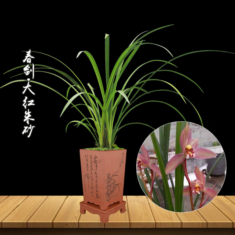 五朵金花 大红朱砂 兰花盆栽 正品原生种四川兰花苗春剑色花