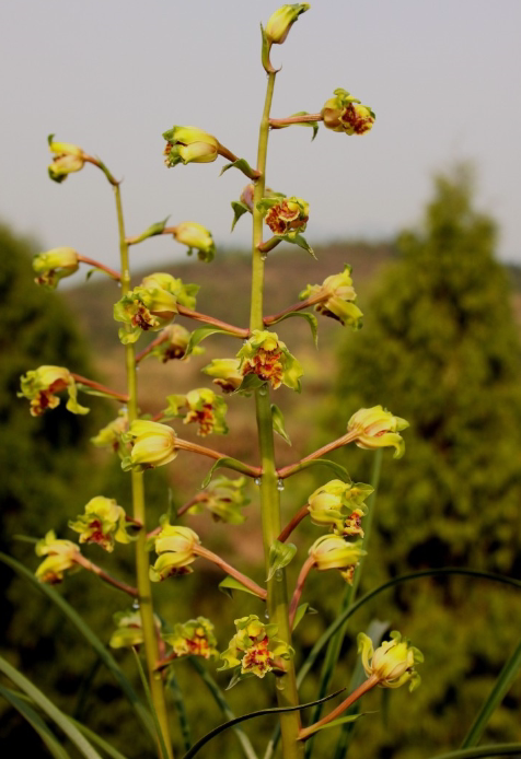 江浙老种兰花苗 蕙兰【严州彩云】又名大白菜 阳台绿植花卉
