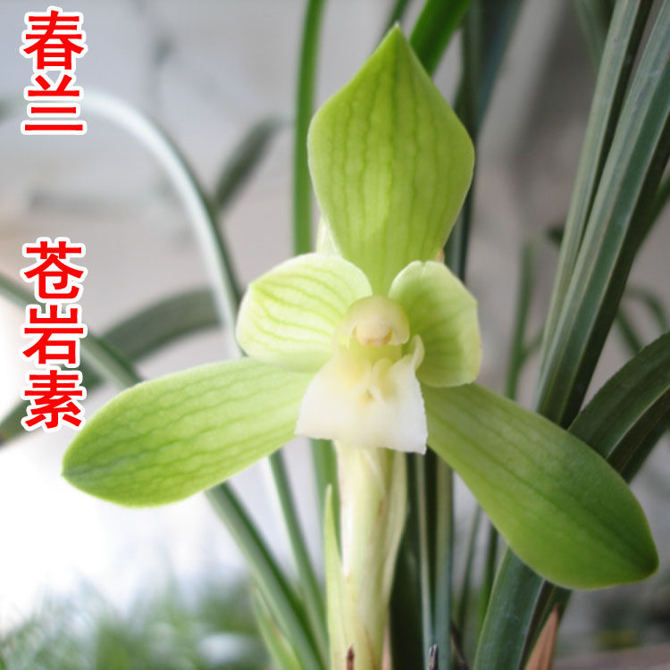 清仓价正品春兰素心苍岩素易养植易来芽盆栽 兰花高档 免邮