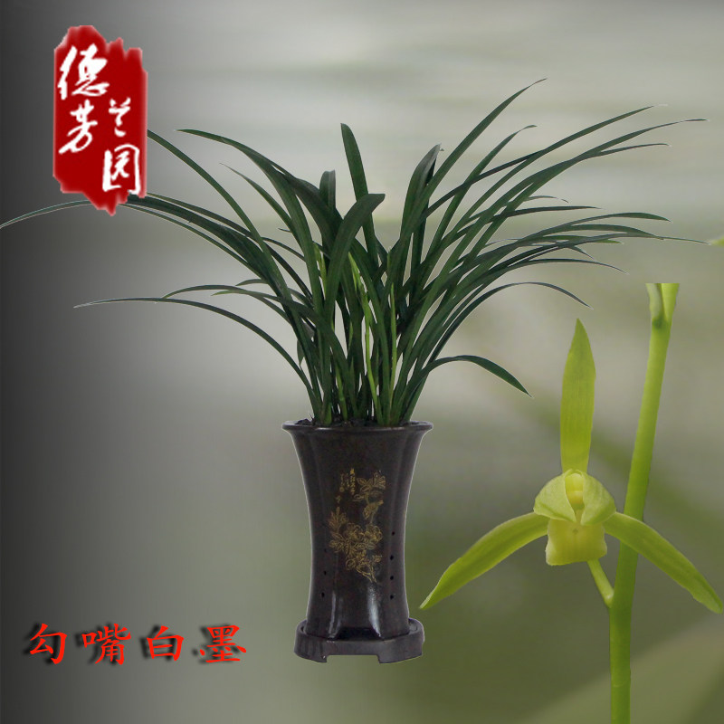 四季吸甲醛兰花苗