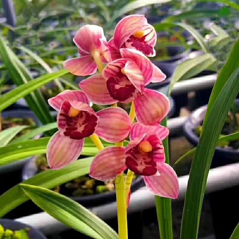 四季兰 【建兰】自然老种兰花苗 建兰【红月】阳台绿植花卉园