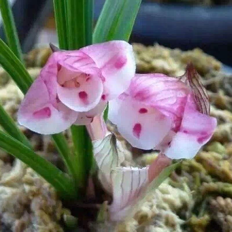 绿植高档盆栽兰花包邮