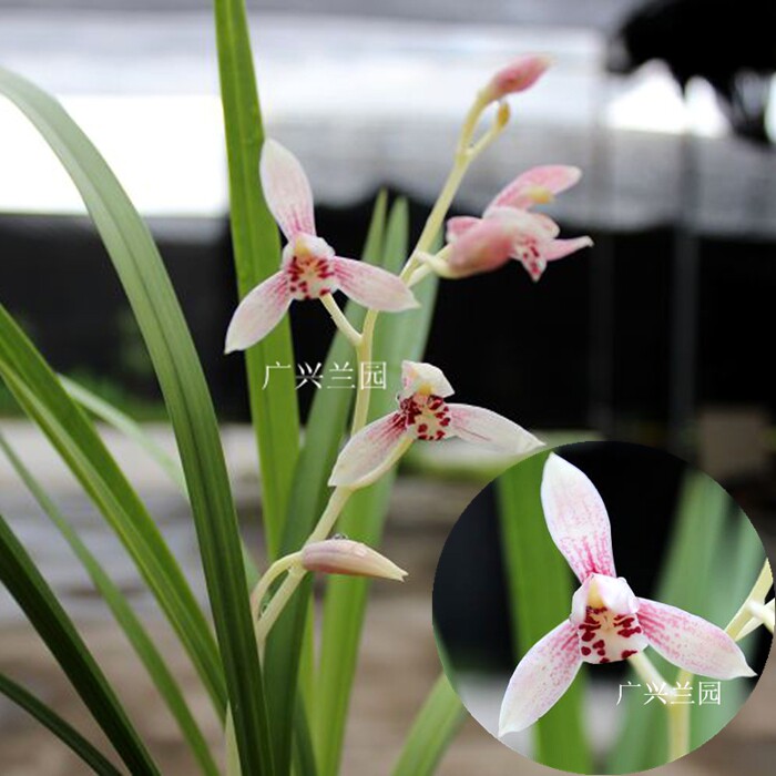 绿植粉红色盆栽带花苞建兰