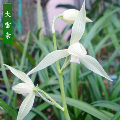 兰花大雪素