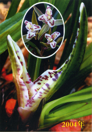 清仓价精品 兰花苗蝶草蝶花矮种 大唐凤羽 春节开花花香