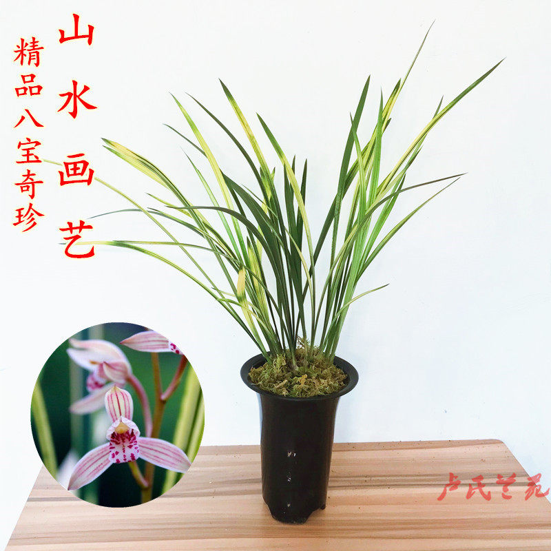 兰花苗建兰四季兰虎斑 艺八宝奇珍山水画 浓香型花卉易花易成活