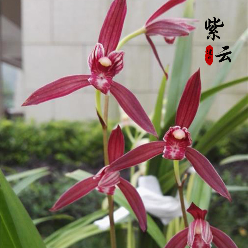 浓香兰花苗 紫云 建兰四季兰色花卧室书房茶几易养活绿植盆栽花卉