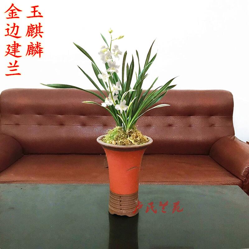 种子金边盆栽兰花包邮