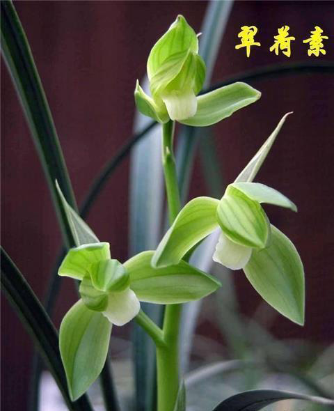 花期带花苞高品质兰花苗盆栽好发货春剑翠荷素自然栽培苗假一赔十