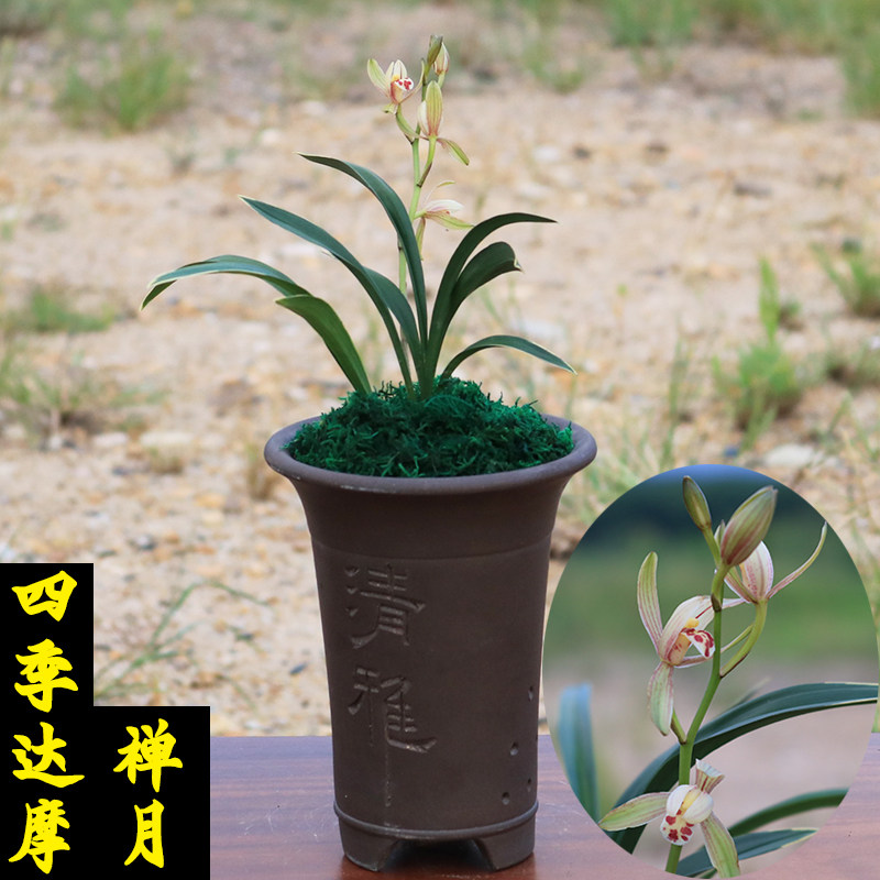 兰花苗建兰四季兰达摩【禅月】矮种浓香型花卉 办公室内绿植