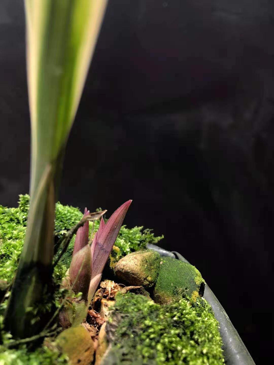 绿植兰花金边红香妃趣味植物草本