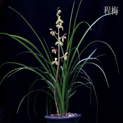 绿植名贵盆栽阳台美观兰花苗