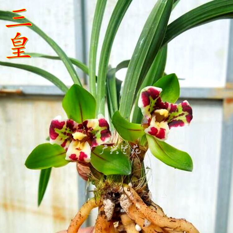 浓香春兰花新品漂亮叶蝶荷瓣三星蝶 三皇 绿植办公室花卉盆栽广兴