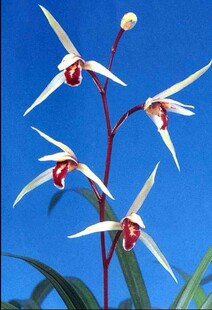 自然老种 兰花苗 寒兰【黄楼】室内绿植花卉园艺盆景