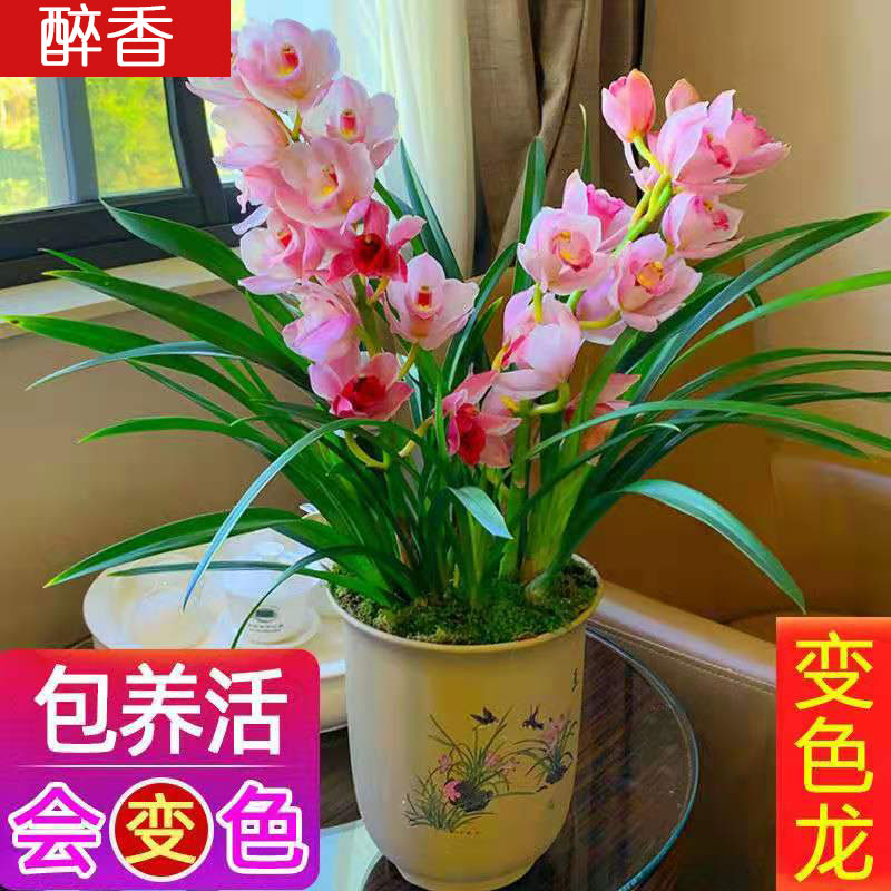 兰花窗台绿植盆栽