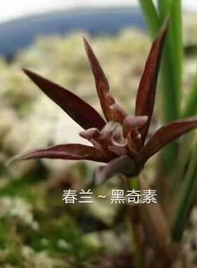 世界上超香兰花春兰黑色奇花素黑奇素黑珍珠珍稀品种客厅趣味草本