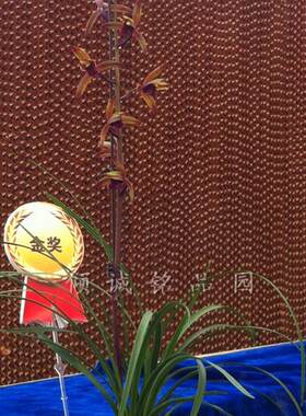 花期带花苞 兰花蕙兰新品 红素 传奇 红秀天香6000/苗