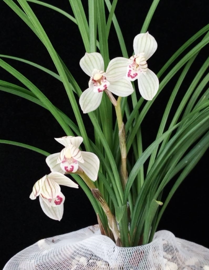 云南名品兰花苗盆栽 莲瓣兰【荡山荷】浓香室内绿植花卉盆景+