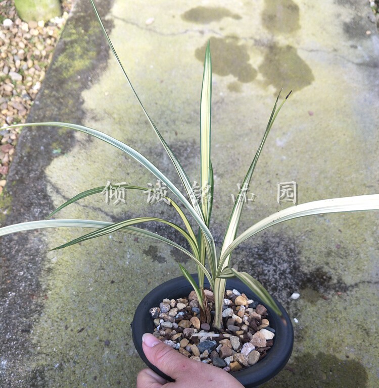 兰花苗 寒兰 中透艺 花艺双全 寒兰中透线艺 500/苗