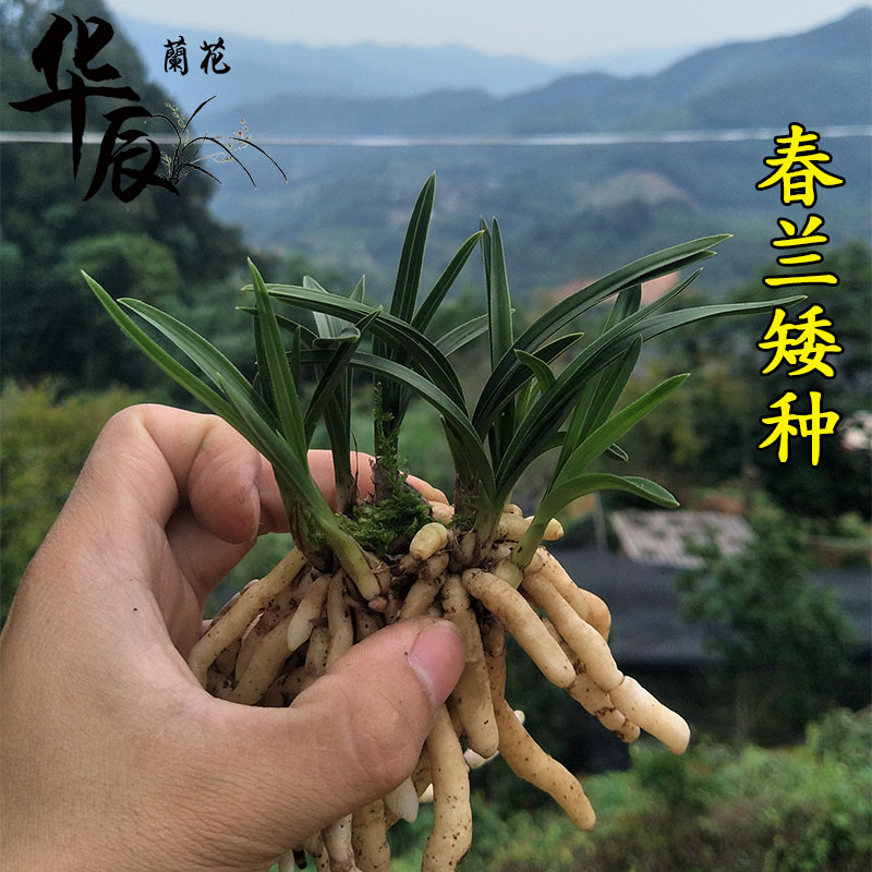 矮种桌面小绿植盆栽好养活兰花苗