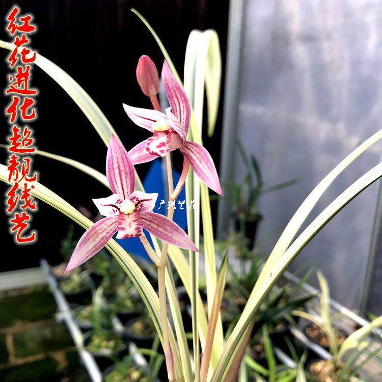 实物拍摄兰花建兰红花色市长红进化出漂亮线艺 此盆2苗一物一拍