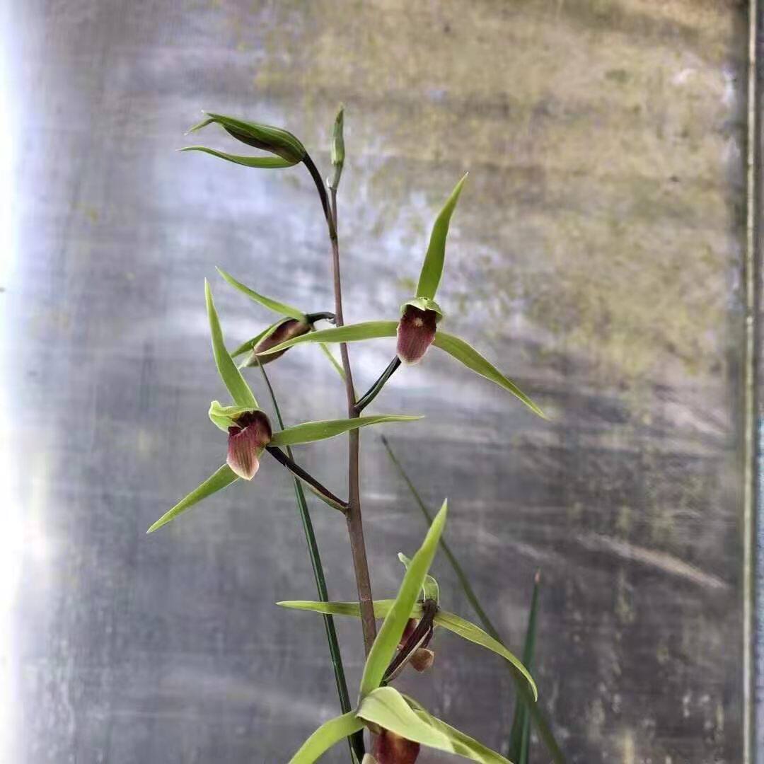 珍品寒兰兰花雪中红大红舌浓香花卉盆栽绿植当年开花苗好包邮鲜花