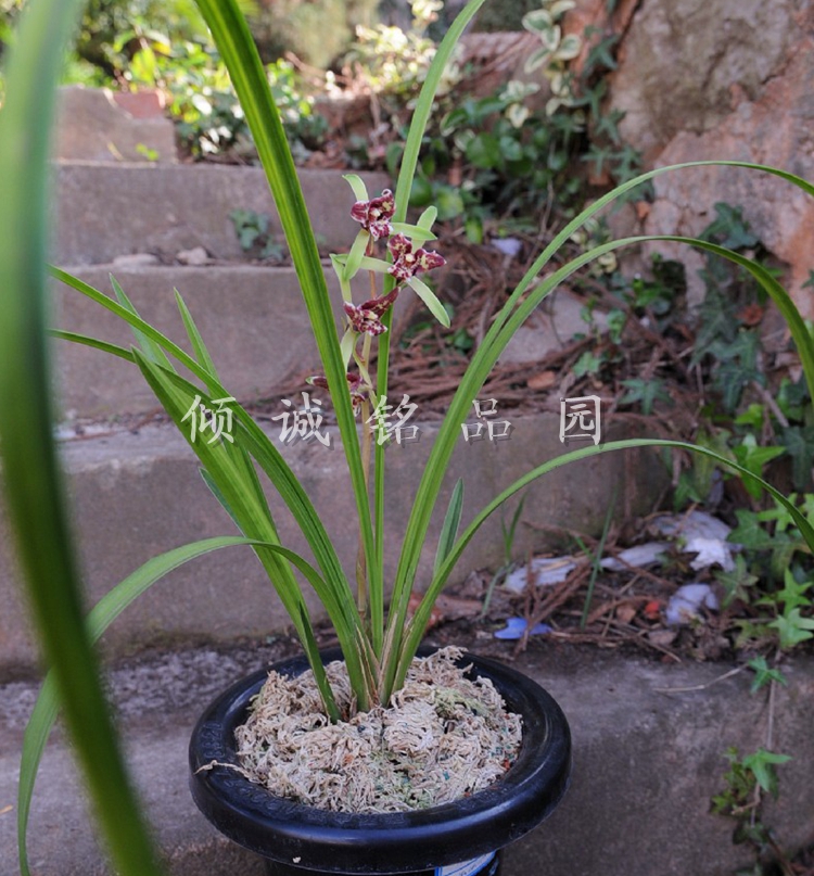 花期带花苞金奖兰花 送春老种(一代天娇)900/苗