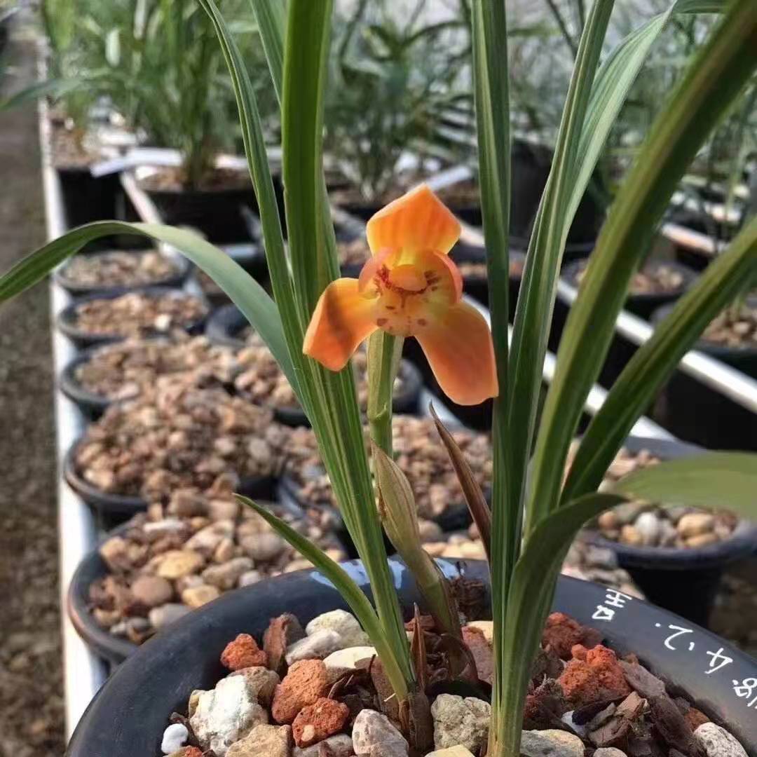 自然老种开花超香春兰转色朱金荷兰花浓香型趣味办公桌满屋飘香