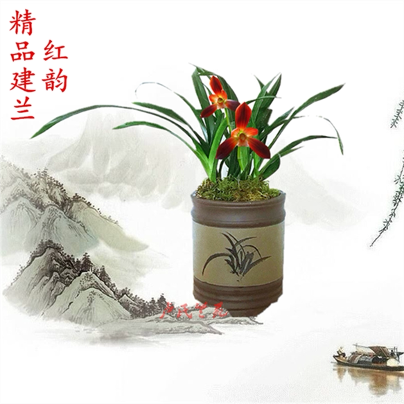 兰花苗建兰四季兰矮种红韵兰花 浓香办公室阳台绿植盆栽易养易花