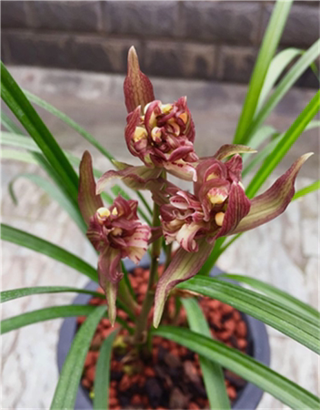 绿植四川盆景园艺兰花苗