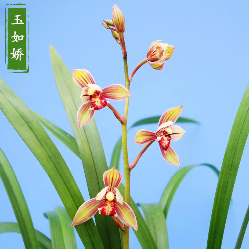 带花苞客厅盆栽植物名贵好养建兰