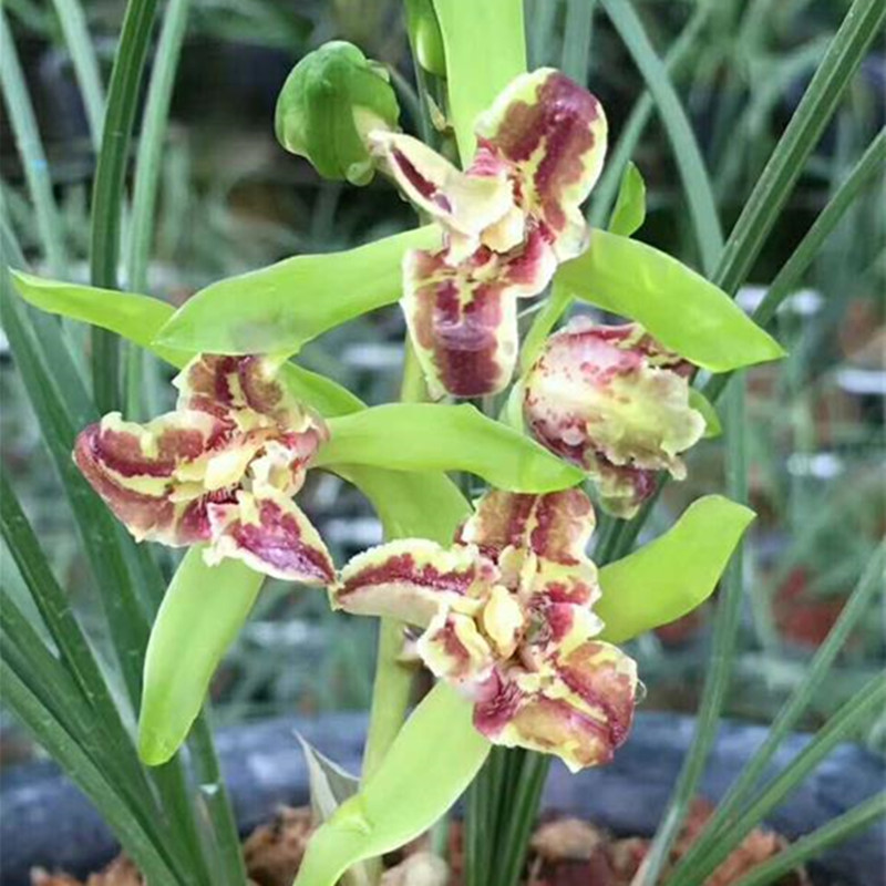 兰花苗名贵蕙兰鼎红蕊蝶兰花盆栽植物阳台室内客厅美观绿植花卉无