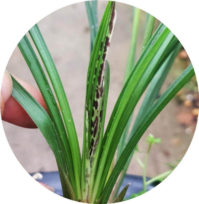 漂亮兰花绿植盆栽