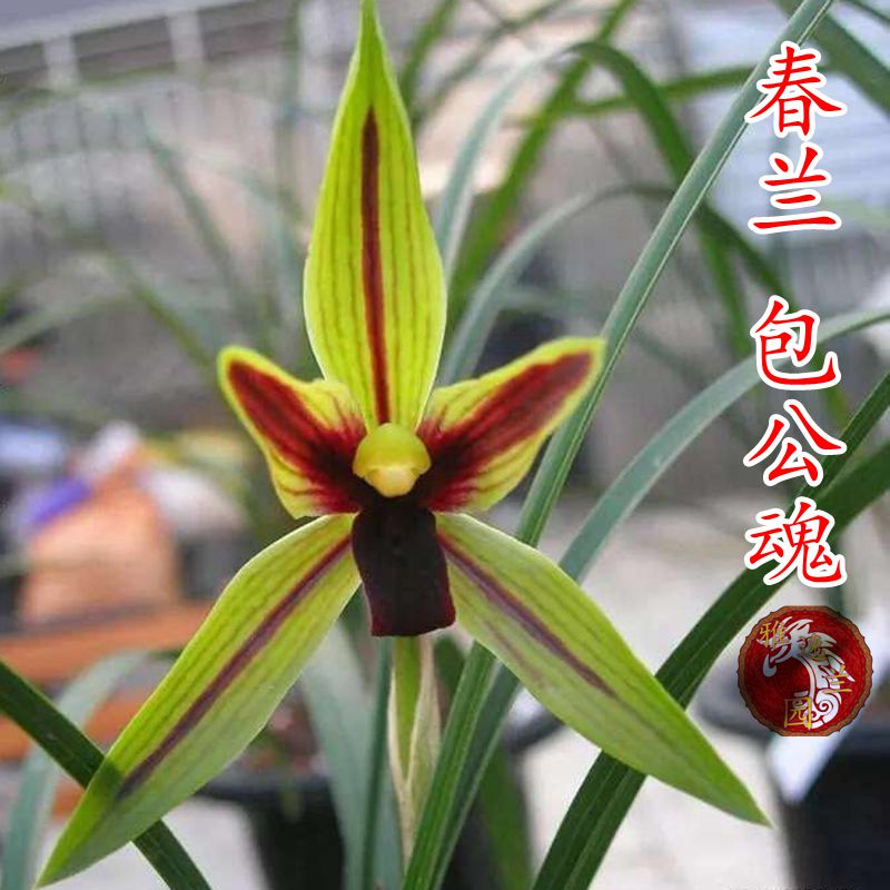 兰花苗春兰包公魂花卉绿植盆栽兰花四季兰包邮阳台室内不带花苞