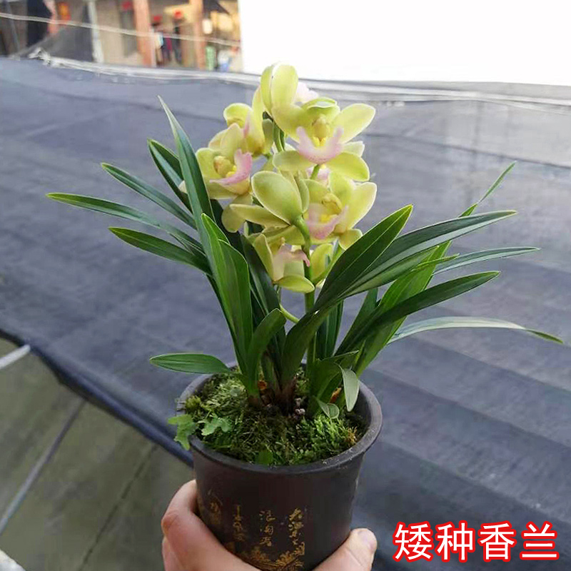 春兰矮种香兰未带花苞室内盆栽浓香建兰四季兰花苗名贵草清仓