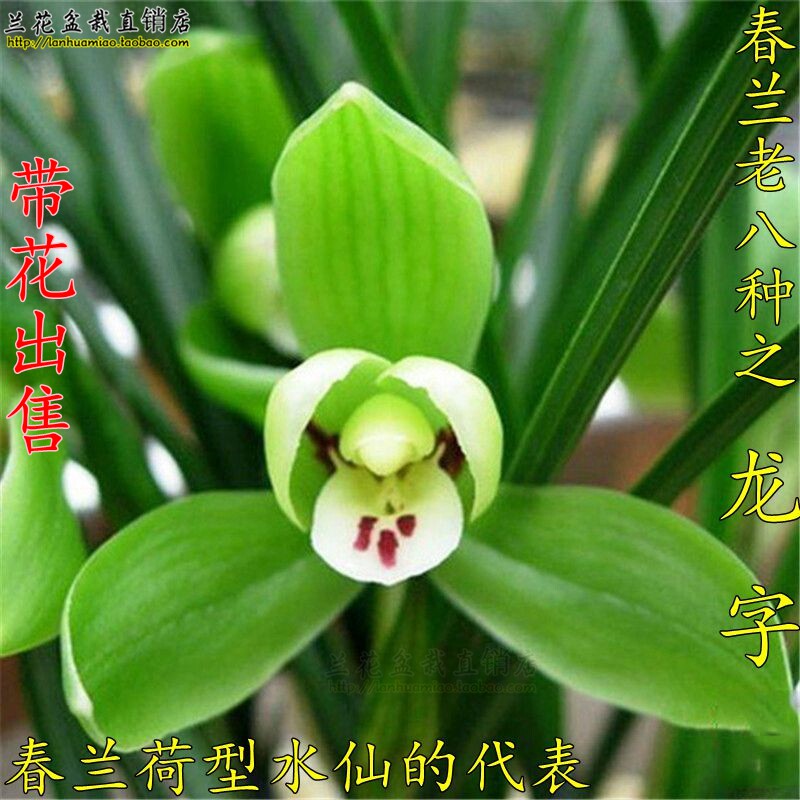 春兰龙字 收藏珍品 兰花老八种兰花苗 室内花卉盆栽绿植 花出售