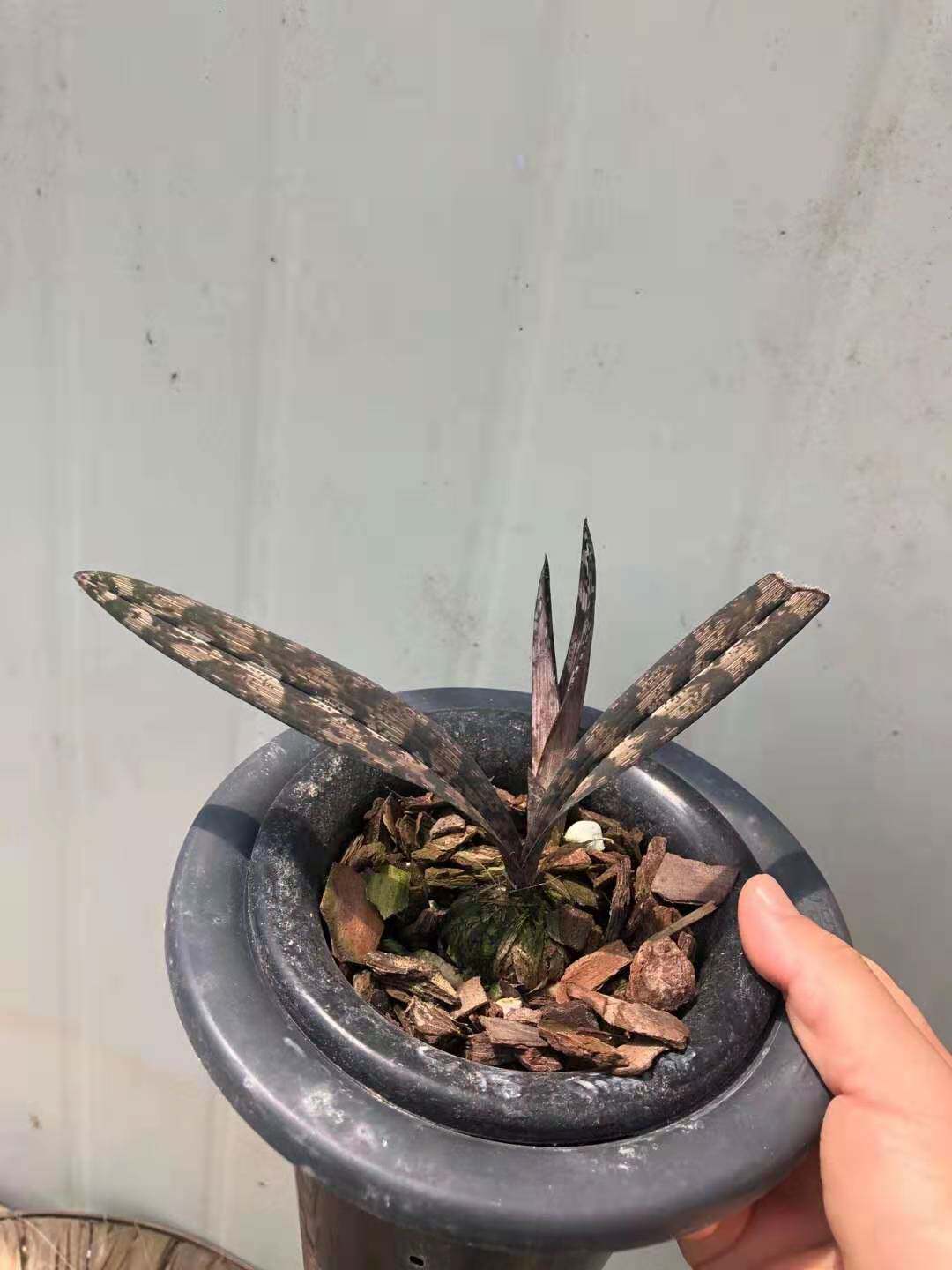 数量稀少蟒蛇兰浓香特香兰花
