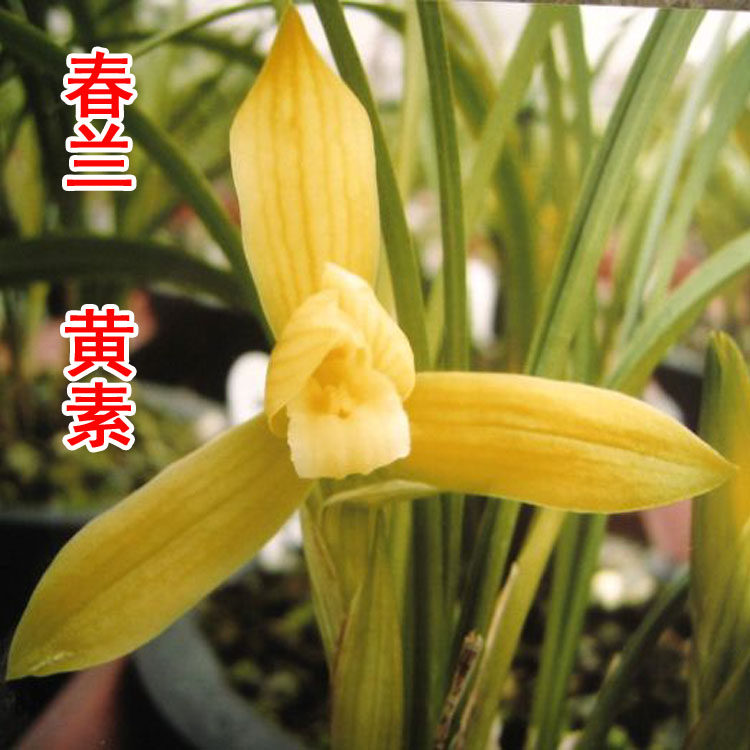 正品高档春兰素心黄素易养活易来芽清香型盆栽 兰花 免邮