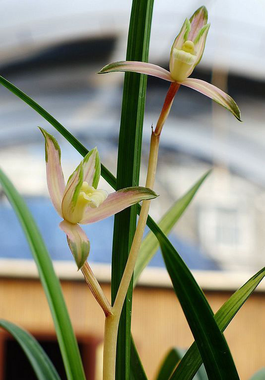 当年开花超香四川优产兰花苗盆栽好发货 春剑红霞素 自然栽培
