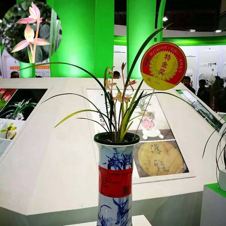 兰花春剑高档品种 花艺双全 红霞素 此盆2苗已卖另选一盆
