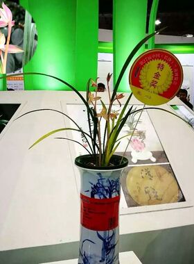兰花春剑高档品种 花艺双全 红霞素 此盆2苗已卖另选一盆