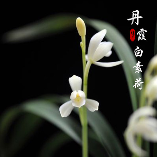 世界上特香丹霞白素荷 建兰四季兰书房茶室卧室高雅绿植浓香花卉