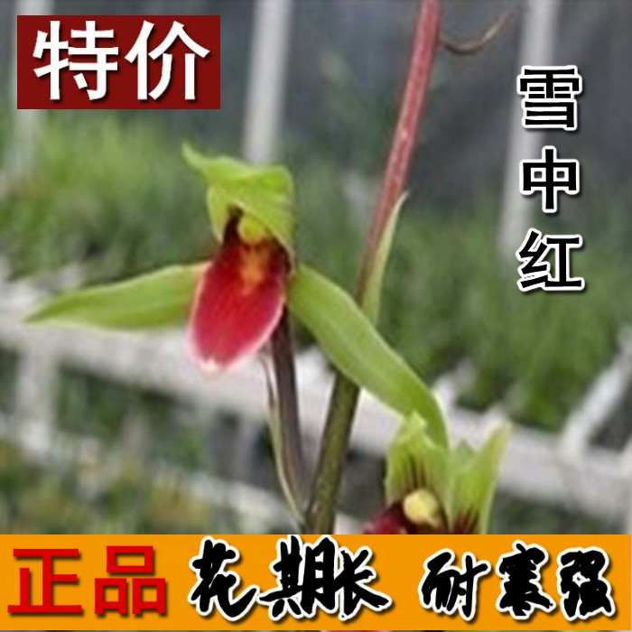 浓香型盆栽窗台美观绿植兰花
