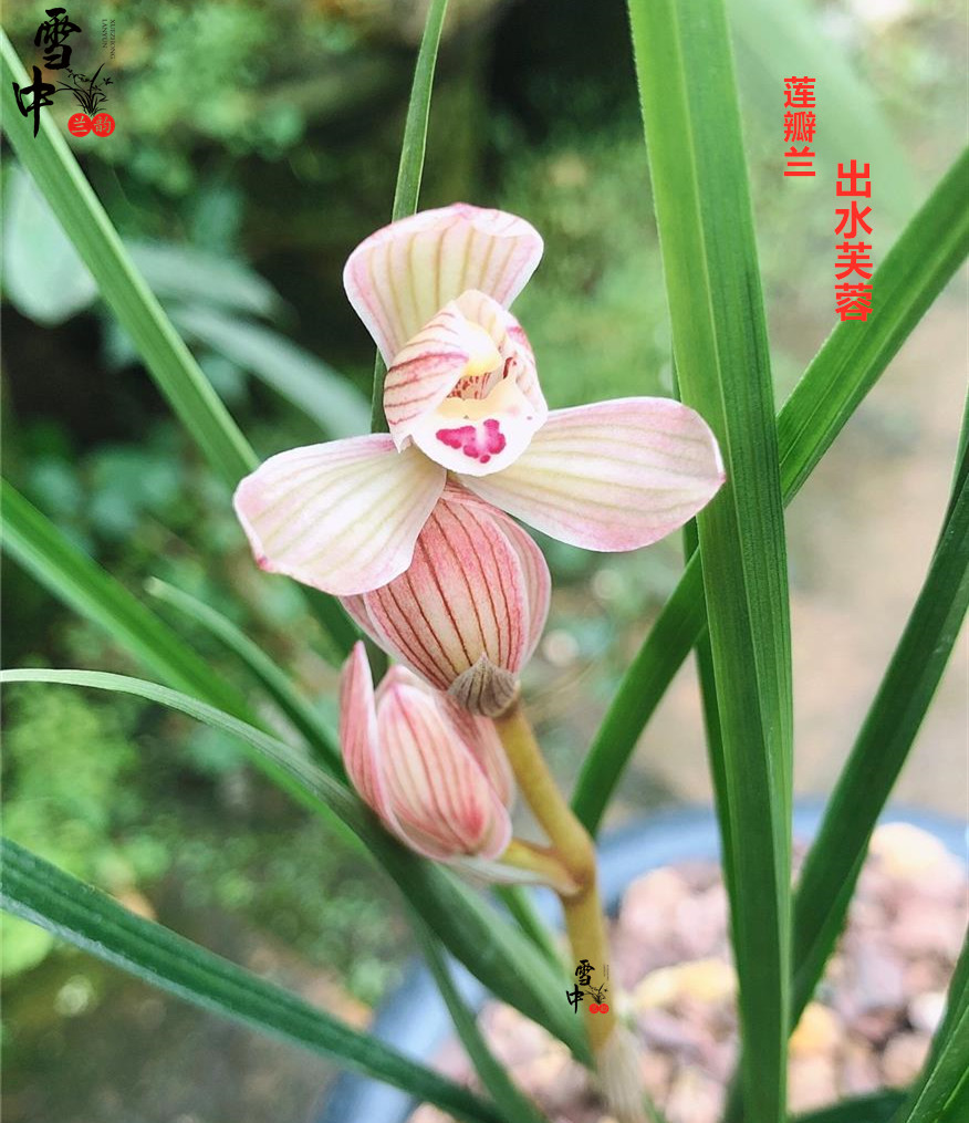 精品莲瓣兰 出水芙蓉 兰花苗阳台盆栽浓香当年开花云南名品花卉