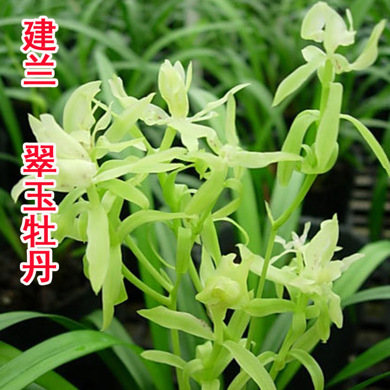 翠玉牡丹建兰四季兰名贵浓香多瓣奇花夏秋带花苞真珍贵品种