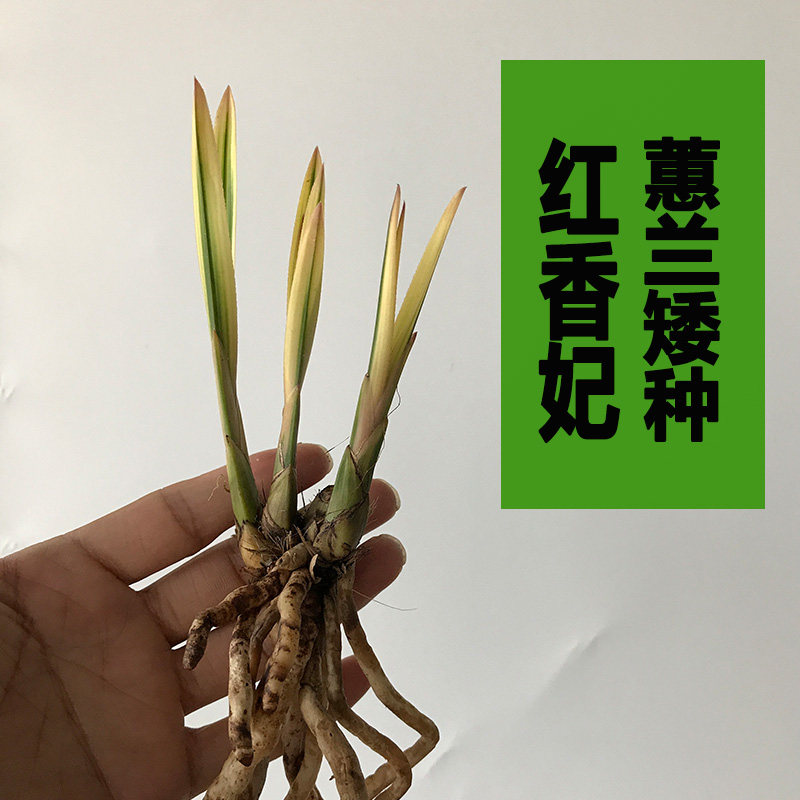 绿植蕙兰矮种盆栽花卉红香妃新品
