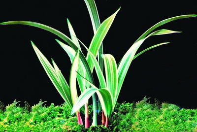 精品兰花建兰名品峨眉玄 峨眉弦原生自然种 缟草缟花双艺